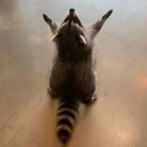 Meet your Posher, Td